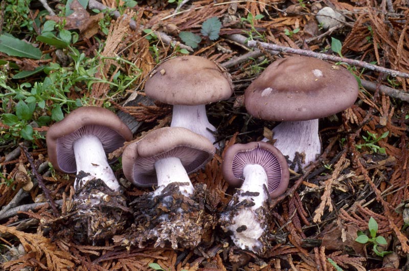 Lepista nuda